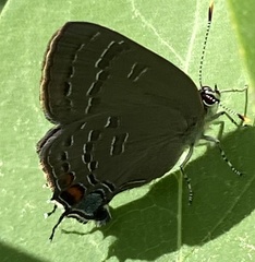 Satyrium calanus falacer