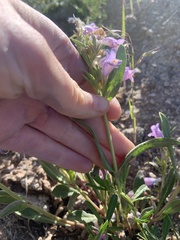 Penstemon eriantherus