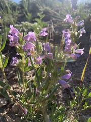 Penstemon eriantherus