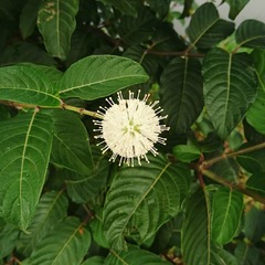 Cephalanthus tetrandra
