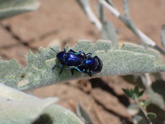Chrysochus cobaltinus