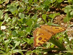 Junonia almana javana