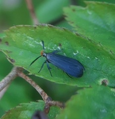 Dichomeris nonstrigella