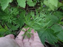 Kadenia dubia