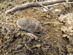 Blaberinae