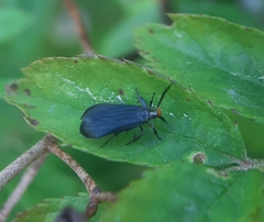 Dichomeris nonstrigella