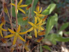 Bloomeria crocea