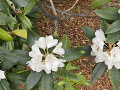 Rhododendron