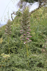 Acanthus spinosus