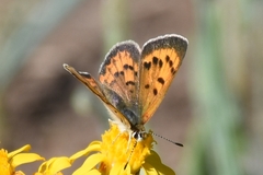 Tharsalea dorcas sangremar