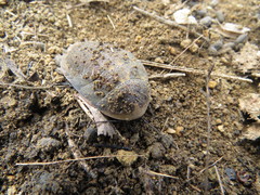Blaberinae
