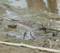 Calidris fuscicollis