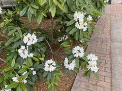 Rhododendron