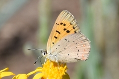 Tharsalea dorcas sangremar