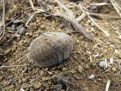 Blaberinae
