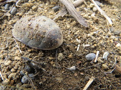 Blaberinae