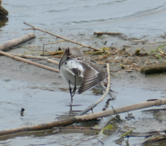 Calidris fuscicollis