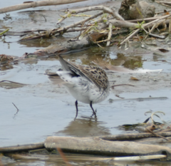 Calidris fuscicollis