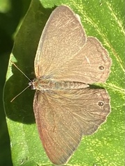 Paryphthimoides poltys