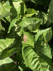 Paryphthimoides poltys