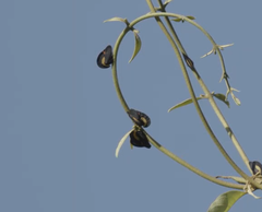 Membracis sanguineoplaga