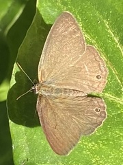 Paryphthimoides poltys