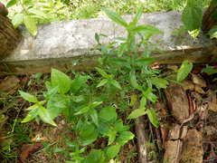 Andrographis paniculata