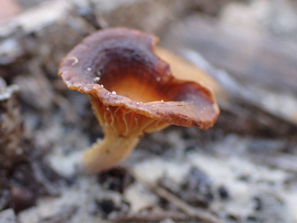 Australian chanterelle from Faulconbridge Ridge Trail, Faulconbridge