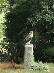 Buteo jamaicensis