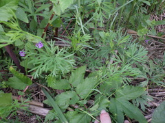 Kadenia dubia
