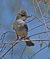 Myiarchus swainsoni