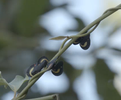 Membracis sanguineoplaga