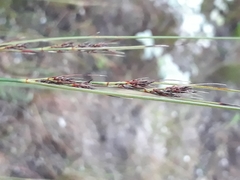 Schoenus cuspidatus