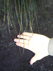 Schoenus cuspidatus