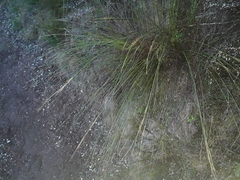 Schoenus cuspidatus