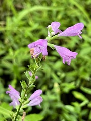 Physostegia purpurea