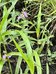 Physostegia purpurea