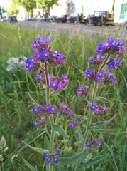 Anchusa officinalis