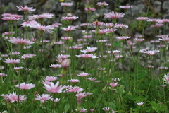 Crepis rubra