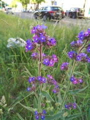 Anchusa officinalis