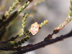 Eupolemus angularis
