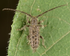Eupogonius pauper