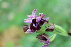 Ophrys ferrum-equinum