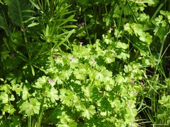 Geranium lucidum