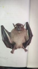 Balionycteris seimundi