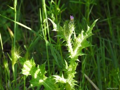 Carduus tenuiflorus