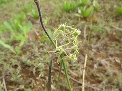 Oxypetalum