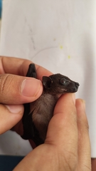 Balionycteris seimundi