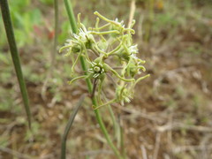 Oxypetalum