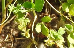 Alchemilla microcarpa